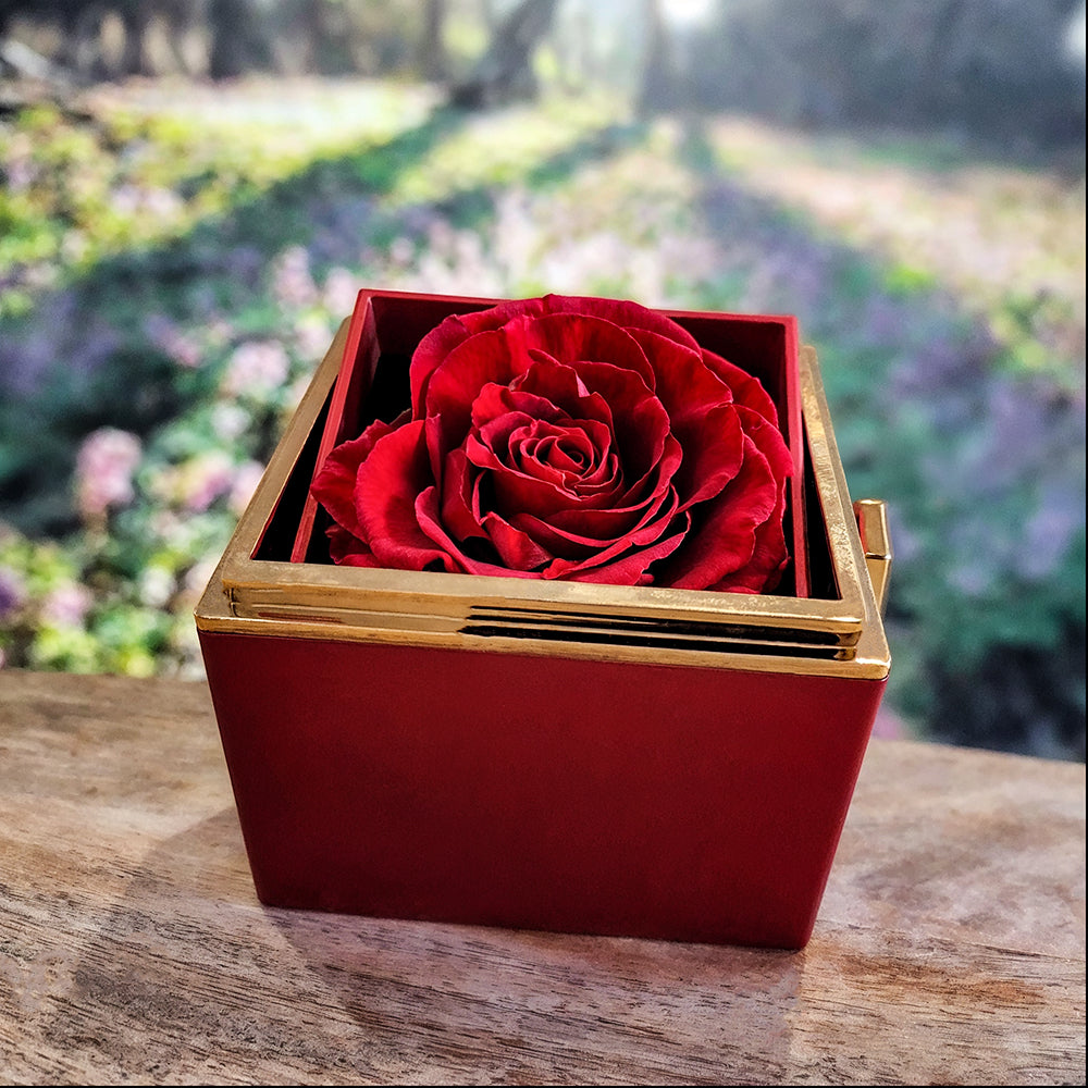 BEAUTY OF YOUR DREAMS Love Knot with Gift Box